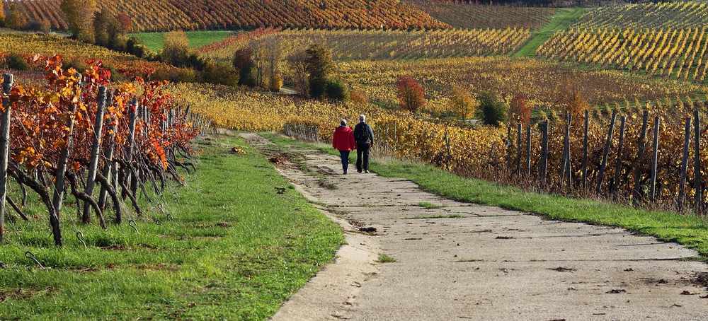 Route de terre entre vignes colorées, deux randonneurs en manteau Route de terre entre vignes colorées, deux randonneurs en manteau